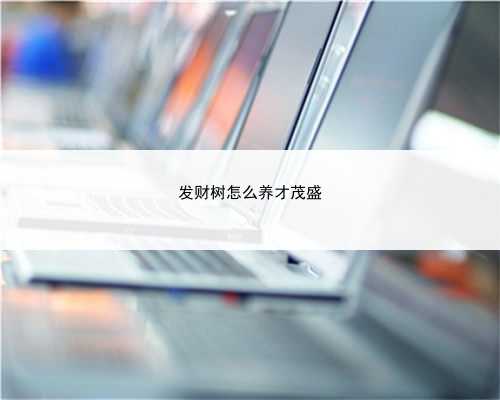 发财树怎么养才茂盛