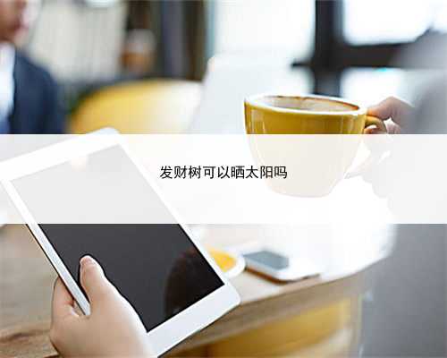 发财树可以晒太阳吗